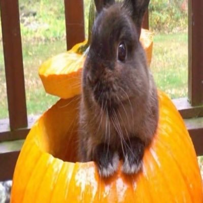 canezerra's profile picture