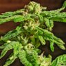 plantador de plantas profil fotoğrafı