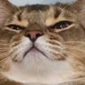 Profilbild von 10° ゚.+:。∩(✿ ω ✿ )∩゚.+:。