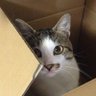 かしだおれかずや🐾 profil fotoğrafı
