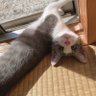 ねこゴリラ/滞納・債権調査員's profile picture