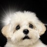 Profilbild von 水原一平ギャンブル中毒