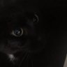 Profilbild von Nina's father 🪙💸🐈⬛