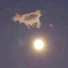 Remopuppy's profile picture