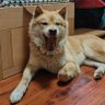 唐咸's profile picture