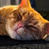 chumba wamba profil fotoğrafı