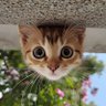 芽依 profil fotoğrafı