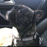 Фото профиля Bouledogue Francais en Furie!