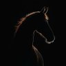 مسعود البخيتي's profile picture