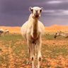 الوضحى's profile picture