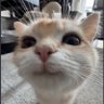 Profilbild von Mahnoor