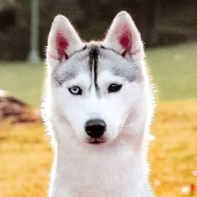 IrritateUrutateTeratate's profile picture