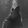 Kurtrasıl's profile picture