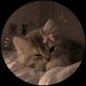 تالا profil fotoğrafı