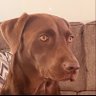 Profilbild von Bolt