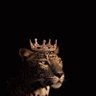 Фото профиля A.