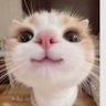 Фото профиля เงี้ยว ไม่ใช่น้ำเงี้ยวแต่คือแมว 😹