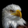 Movie Freak 🦅's profile picture