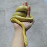 yiyi's profile picture