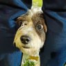 Gromit's profile picture