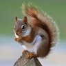 SquirrelMan 的头像