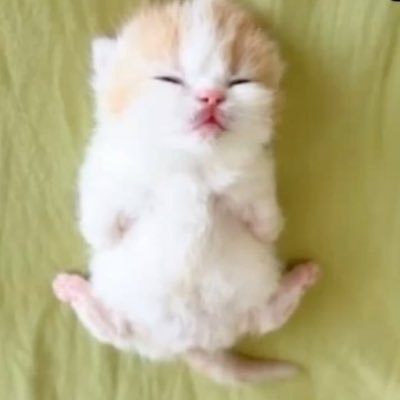 1% human 99% cat's profile picture