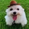 Фото профиля Da Dog