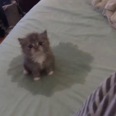 pierceduppuppy's profile picture