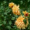 suhaib rather's profile picture