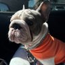 star_puppys 的头像