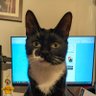 Фото профиля 🏴 PCMumble 🎵🎹😻Restore Britain🏴