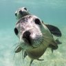 Profilbild von Internet SeaDog 🇮🇪