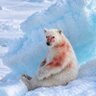 Agarthan Bear's profile picture