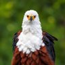 Фото профиля Chris Kiptoo