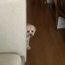 活動限界's profile picture