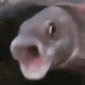 FlammableFish profil fotoğrafı