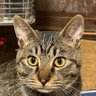 キジねこさん profil fotoğrafı