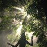 🌳 的头像