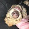 Profilbild von 心霊写犬