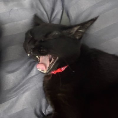saphaipe_'s profile picture