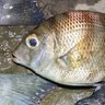 野獣 profil fotoğrafı