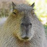 Capivara Leiga's profile picture