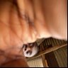 Kofoworola Oladapo 的头像