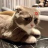 พีพีแตมมม 的头像