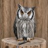 🦉 profil fotoğrafı