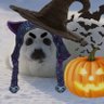 erica 🦭🎃's profile picture