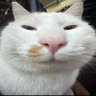 Profilbild von ʙʟᴜᴇ ɪʀɪs