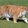 Фото профиля FatTiger