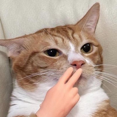 TodoDiaGatinhos's profile picture