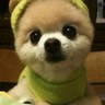 ひよこ profil fotoğrafı